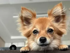 Cachorro raça Chow Chow idade 3 anos nome Stella 