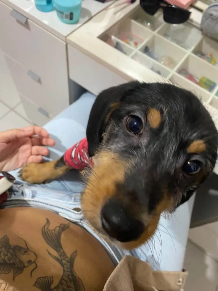 Cachorro ra a SRD-ViraLata idade 7 a 11 meses nome Lonan