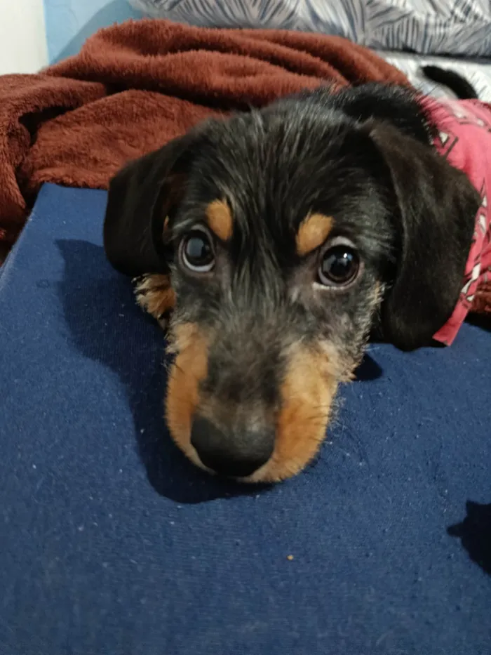 Cachorro ra a SRD-ViraLata idade 7 a 11 meses nome Lonan