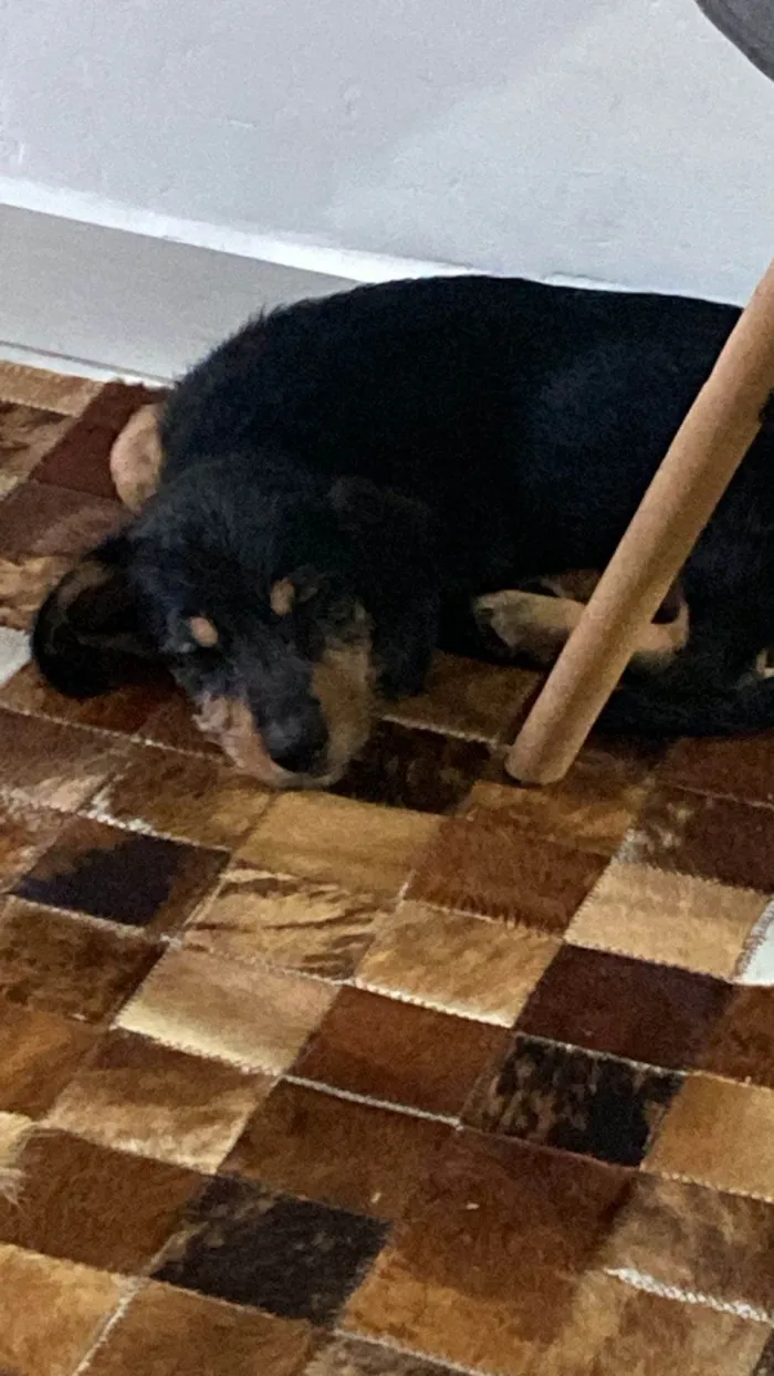 Cachorro ra a SRD-ViraLata idade 7 a 11 meses nome Lonan