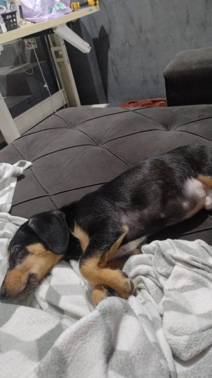 Cachorro ra a SRD-ViraLata idade 7 a 11 meses nome Lonan