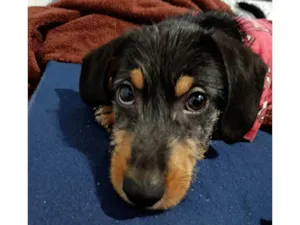 Cachorro raça SRD-ViraLata idade 7 a 11 meses nome Lonan