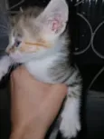 Gatinhos, pfvr adotem não posso cuidar (988475967) meu telefone (Valéria) 