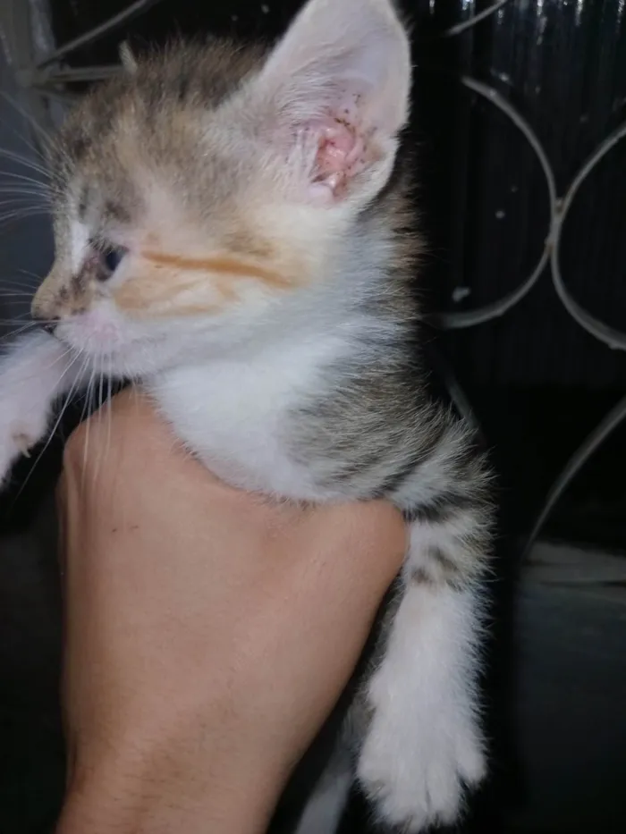 Gato ra a SRD-ViraLata idade Abaixo de 2 meses nome Gatinhos, pfvr adotem não posso cuidar (988475967) meu telefone (Valéria) 