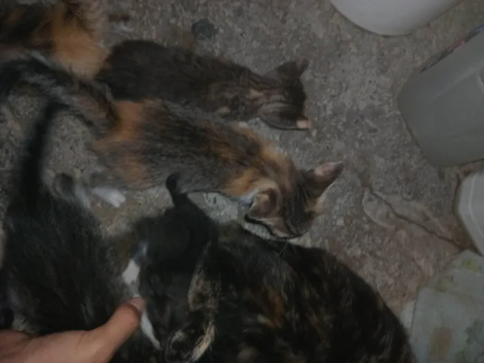 Gato ra a SRD-ViraLata idade Abaixo de 2 meses nome Gatinhos, pfvr adotem não posso cuidar (988475967) meu telefone (Valéria) 