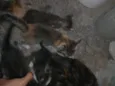 Gatinhos, pfvr adotem não posso cuidar (988475967) meu telefone (Valéria)