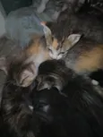Gatinhos, pfvr adotem não posso cuidar (988475967) meu telefone (Valéria)