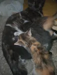 Gatinhos, pfvr adotem não posso cuidar (988475967) meu telefone (Valéria)