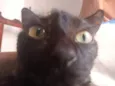 Gatinhos, pfvr adotem não posso cuidar (988475967) meu telefone (Valéria)