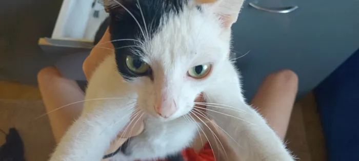 Gato ra a SRD-ViraLata idade Abaixo de 2 meses nome Gatinhos, pfvr adotem não posso cuidar (988475967) meu telefone (Valéria) 
