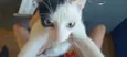 Gatinhos, pfvr adotem não posso cuidar (988475967) meu telefone (Valéria)