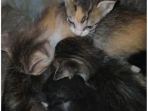 Gato raça SRD-ViraLata idade Abaixo de 2 meses nome Gatinhos, pfvr adotem não posso cuidar (988475967) meu telefone (Valéria) 