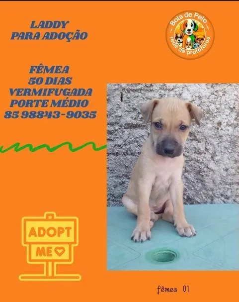 Cachorro ra a SRD-ViraLata idade Abaixo de 2 meses nome LADDY