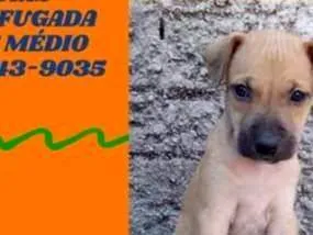 Cachorro raça SRD-ViraLata idade Abaixo de 2 meses nome LADDY