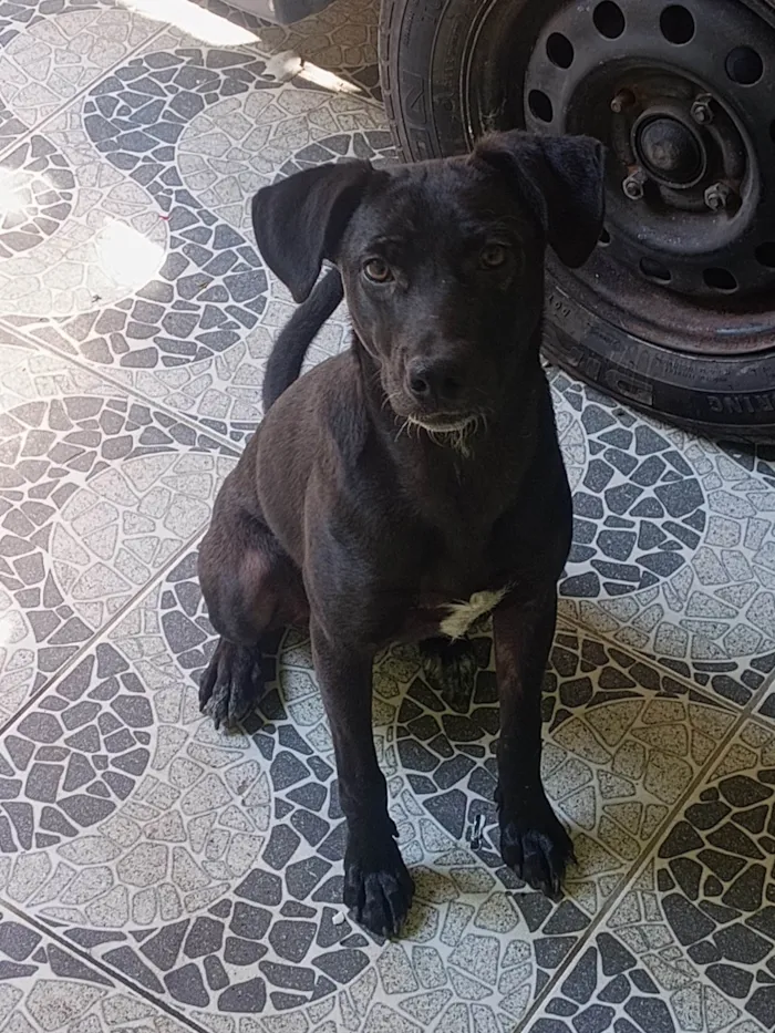 Cachorro ra a SRD-ViraLata idade 1 ano nome Negão 