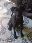 Negão