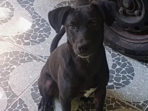 Cachorro raça SRD-ViraLata idade 1 ano nome Negão 