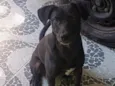 Negão