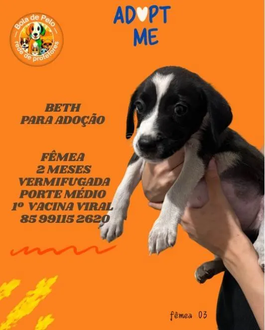 Cachorro ra a SRD-ViraLata idade 2 a 6 meses nome BETH