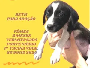 Cachorro raça SRD-ViraLata idade 2 a 6 meses nome BETH