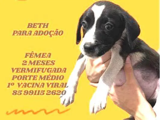 Cachorro ra a SRD-ViraLata idade 2 a 6 meses nome BETH