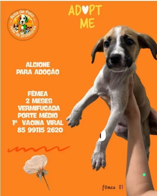Cachorro ra a SRD-ViraLata idade 2 a 6 meses nome ALCIONE