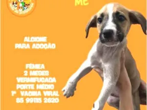 Cachorro raça SRD-ViraLata idade 2 a 6 meses nome ALCIONE