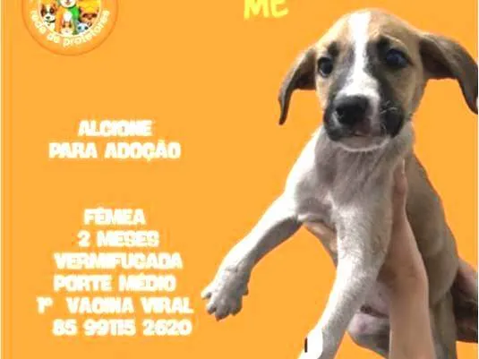 Cachorro ra a SRD-ViraLata idade 2 a 6 meses nome ALCIONE