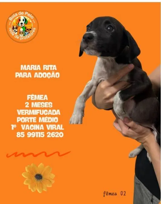 Cachorro ra a SRD-ViraLata idade 2 a 6 meses nome MARIA RITA