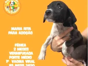 Cachorro raça SRD-ViraLata idade 2 a 6 meses nome MARIA RITA