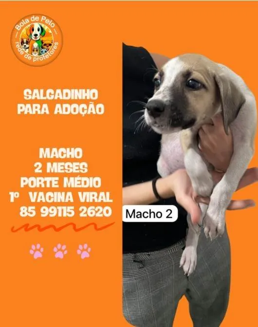 Cachorro ra a SRD-ViraLata idade 2 a 6 meses nome SALGADINHO
