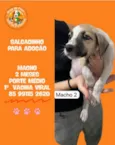 SALGADINHO