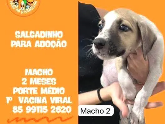 Cachorro ra a SRD-ViraLata idade 2 a 6 meses nome SALGADINHO