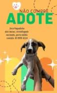 ZECA PAGODINHO