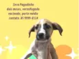 ZECA PAGODINHO