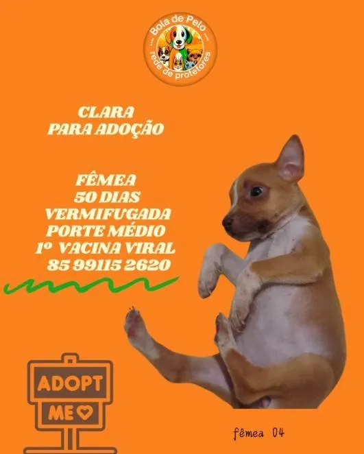 Cachorro ra a SRD-ViraLata idade Abaixo de 2 meses nome CLARA