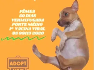 Cachorro raça SRD-ViraLata idade Abaixo de 2 meses nome CLARA