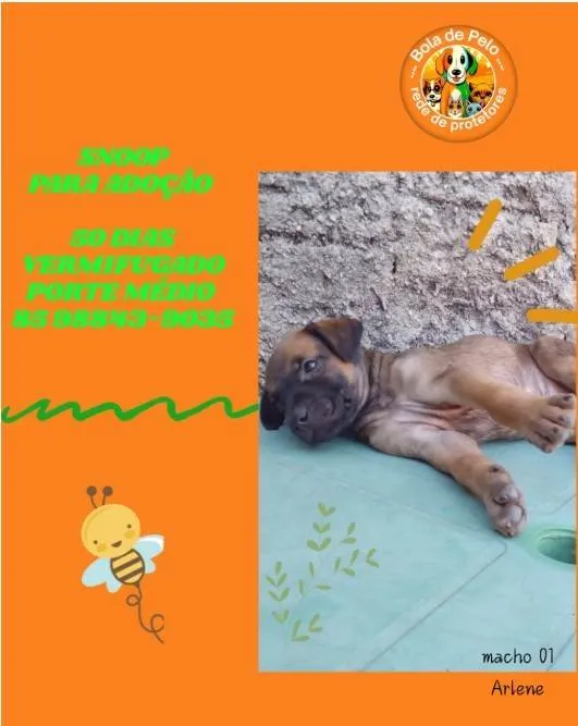 Cachorro ra a SRD-ViraLata idade Abaixo de 2 meses nome SNOOP