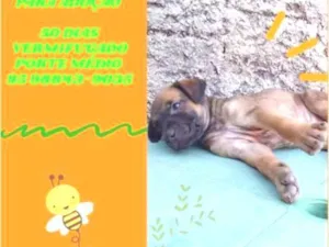 Cachorro raça SRD-ViraLata idade Abaixo de 2 meses nome SNOOP