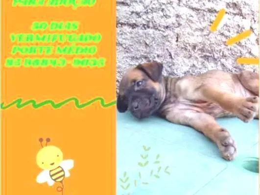 Cachorro ra a SRD-ViraLata idade Abaixo de 2 meses nome SNOOP