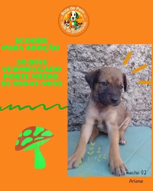 Cachorro ra a SRD-ViraLata idade Abaixo de 2 meses nome SCOOBY