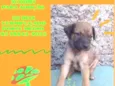 SCOOBY