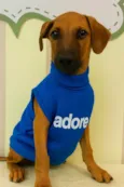 Léo