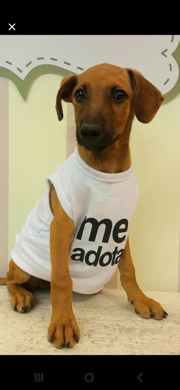 Gato ra a SRD-ViraLata idade 2 a 6 meses nome Léo 