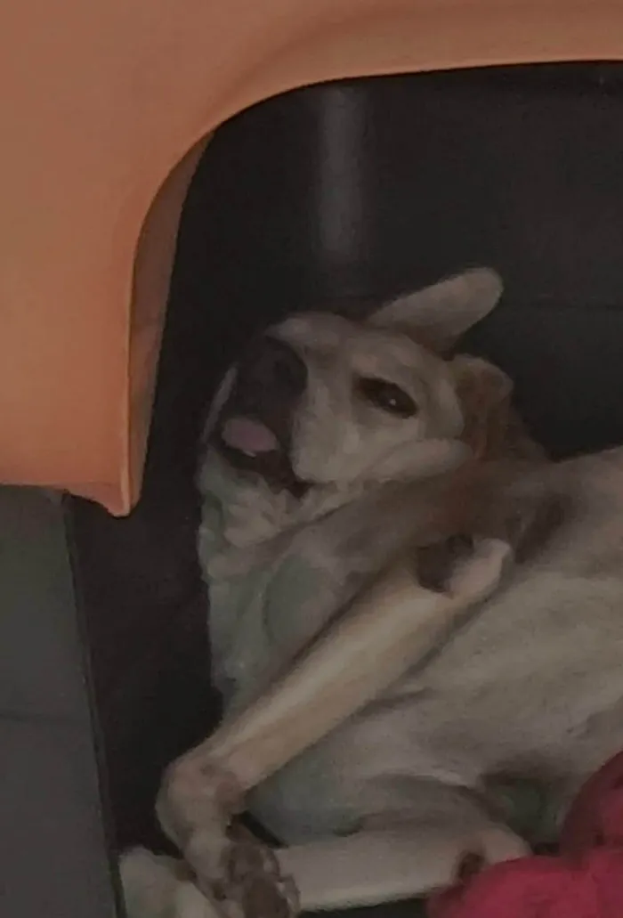 Cachorro ra a Labrador idade 6 ou mais anos nome Mel