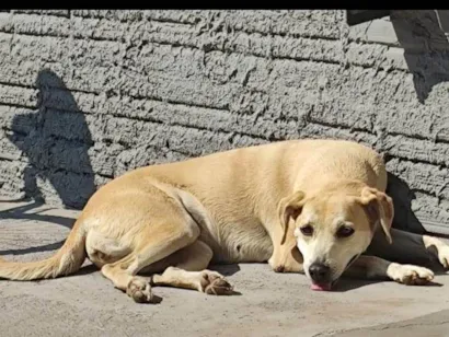 Cachorro raça Labrador idade 6 ou mais anos nome Mel