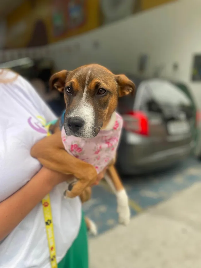 Cachorro ra a SRD-ViraLata idade 2 a 6 meses nome Pietra 