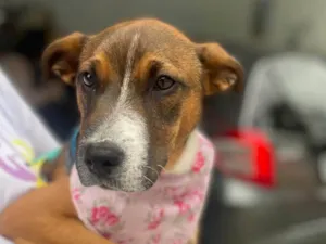 Cachorro raça SRD-ViraLata idade 2 a 6 meses nome Pietra 