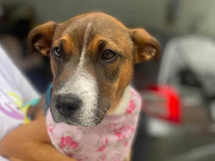 Cachorro ra a SRD-ViraLata idade 2 a 6 meses nome Pietra 