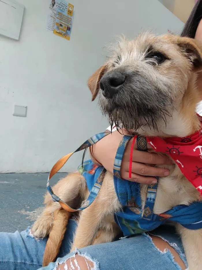 Cachorro ra a SRD-ViraLata idade 2 a 6 meses nome Benji